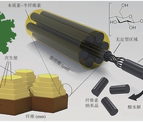 纤维素的层次结构和纤维素纤维中结晶和无定形区域示意