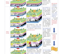 煤岩体结构分类及结构场的孕育演化过程