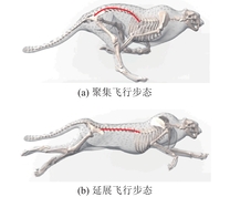 猎豹的两种步态