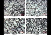 不同温度下（420～450 ℃）聚合产物偏光显微照片