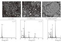 石膏和脱硫污泥微观形貌和能谱分析