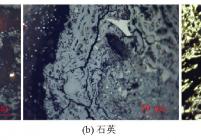 矿物显微煤岩组分特征