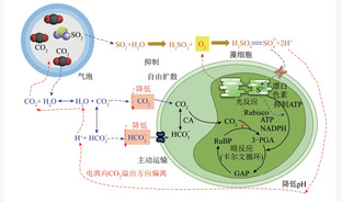 微藻光合减排燃煤电厂烟气CO2及资源化利用研究进展