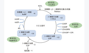 微藻固碳光合作用强化策略及展望